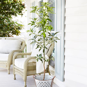 Cold Hardy Avocado Tree