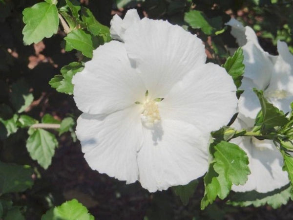 Diana White Althea Tree Form