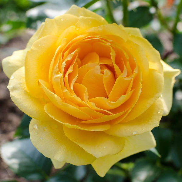 Julia Child Rose Shrub Form