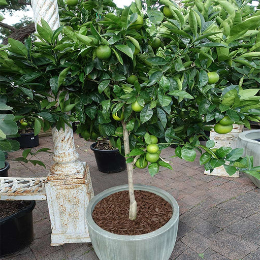 Key Lime Tree
