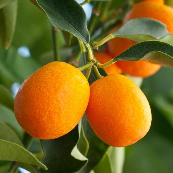Sweet Kumquat Tree