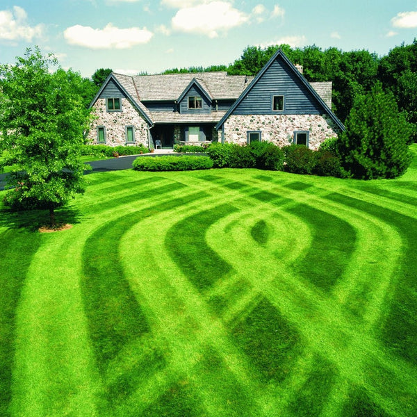 Lesco Starter Fertilizer Seed Germination