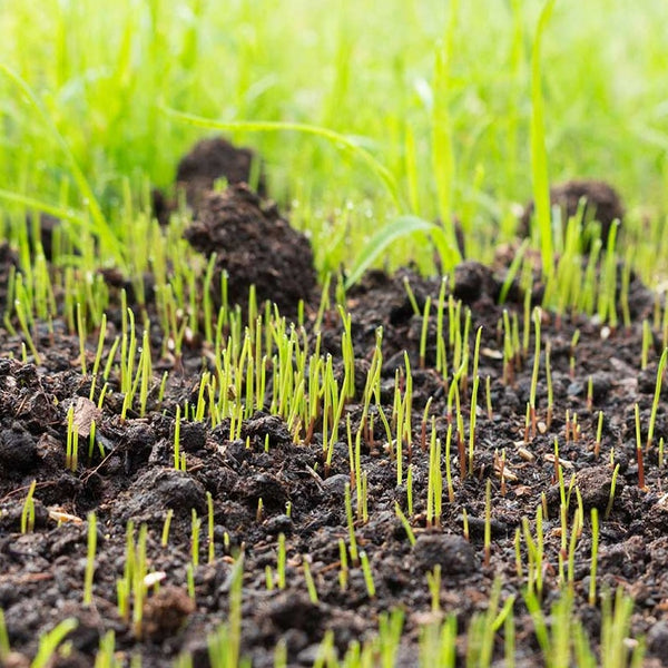 Lesco Starter Fertilizer Seed Germination