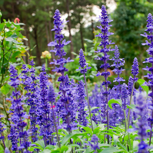 May Night Salvia