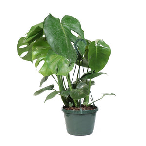 Monstera Deliciosa Plant