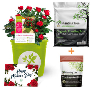 Mothers Day Petite Rose Gift Set