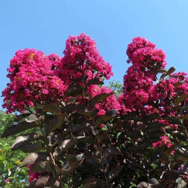 Black Diamond Mystic Magenta Crape Myrtle Tree