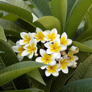 Plumeria Tree
