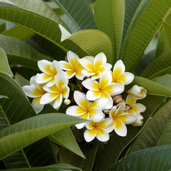Plumeria Tree