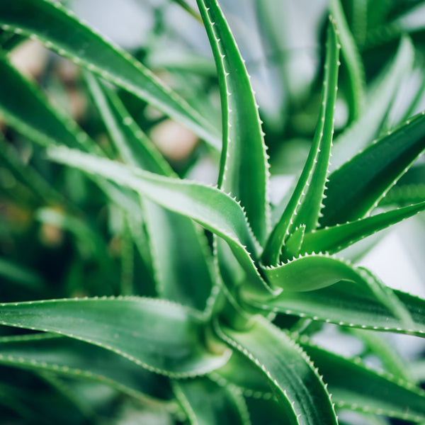 Aloe Vera