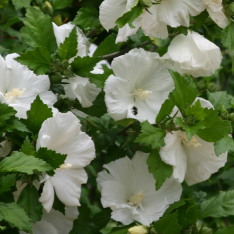 Diana White Althea Tree Form