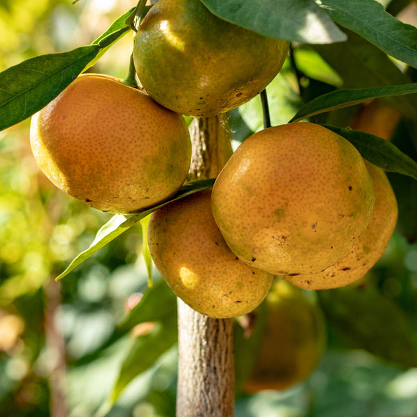 Arctic Frost Satsuma Tree