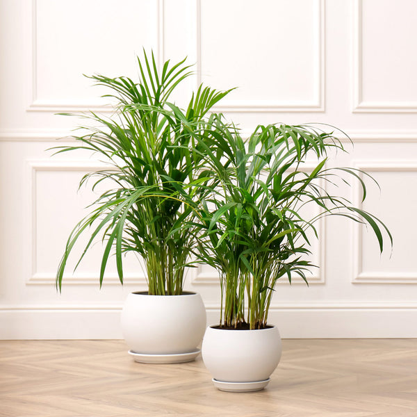 Areca Palm Tree