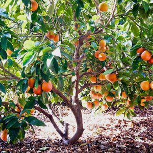 Blood Orange Tree