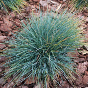 Blue Fescue Grass