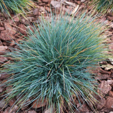 Blue Fescue Grass
