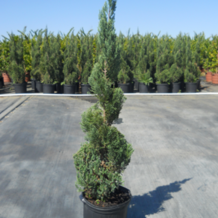 Blue Point Spiral Juniper