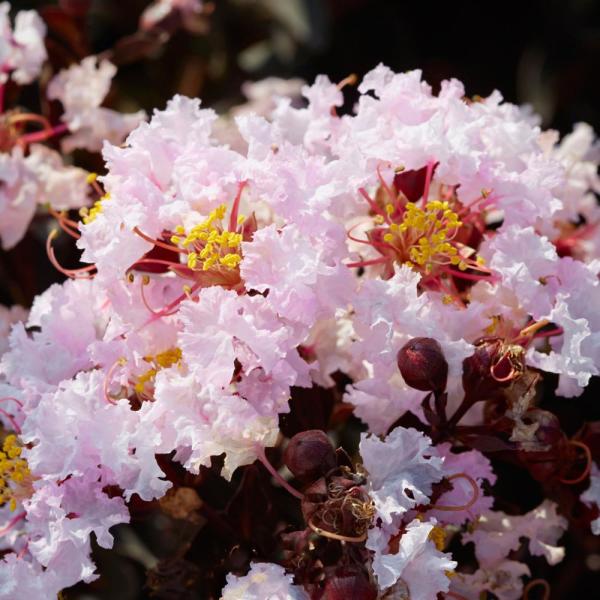 Black Diamond Blush Crape Myrtle