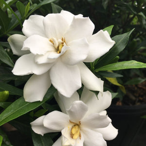 Frost Proof Gardenia
