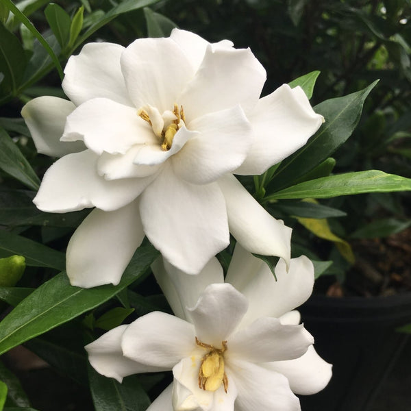 Frost Proof Gardenia