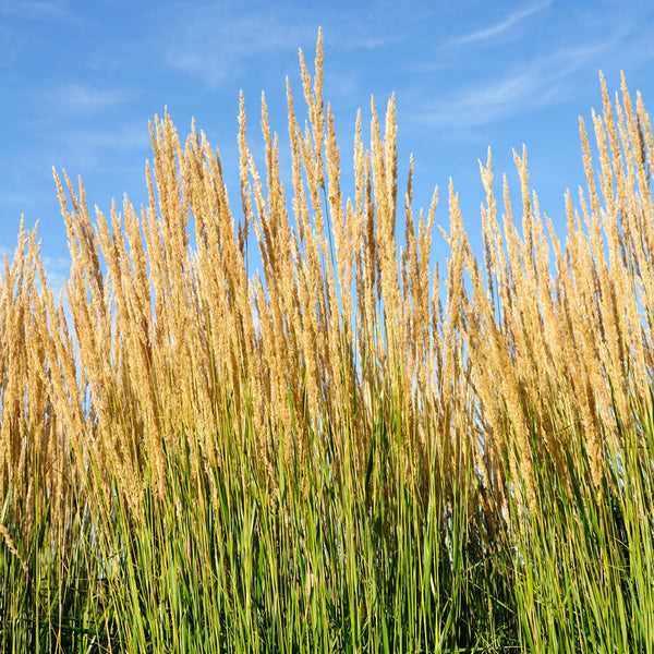 Karl Foerster Grass