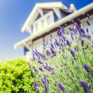 lavender phenomenal perennial