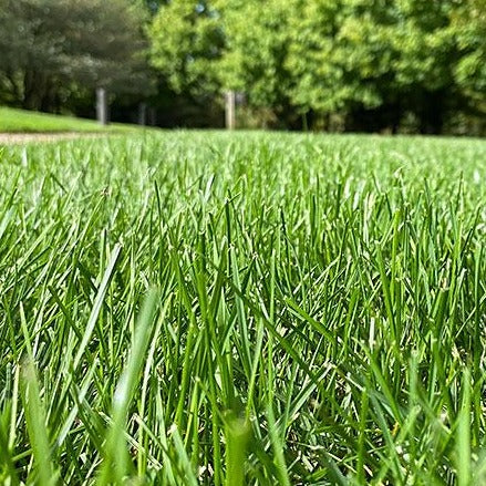 Lesco Starter Fertilizer Seed Germination