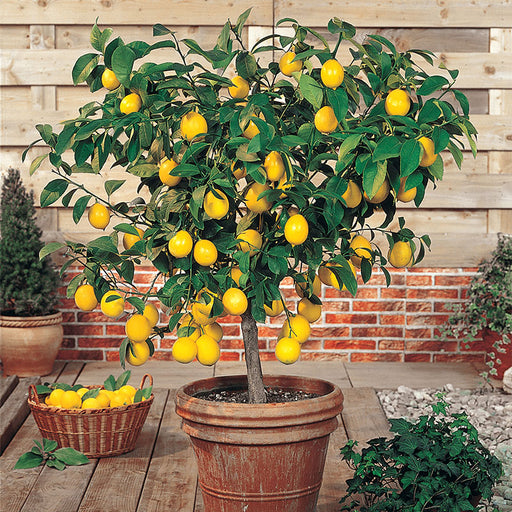 Improved Meyer Lemon Tree
