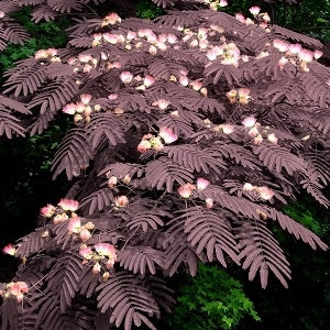 Summer Chocolate Mimosa Tree