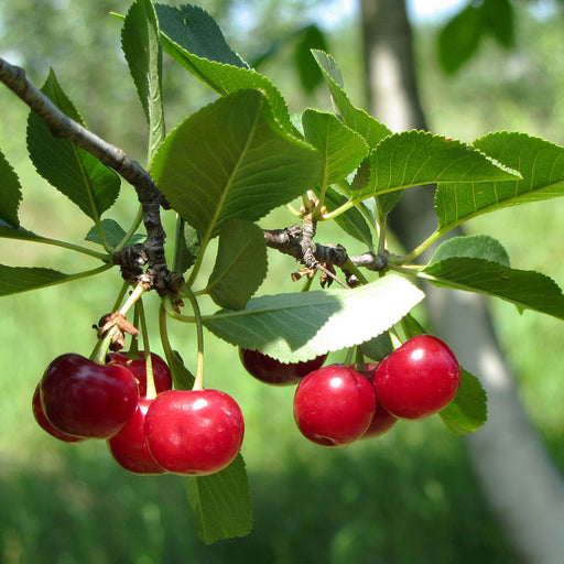 North Star Cherry Tree