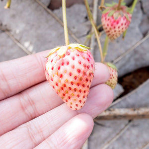 Pineberry Strawberry Plant