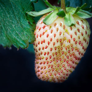 Pineberry Strawberry Plant