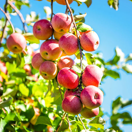 Pink Lady® Apple Tree