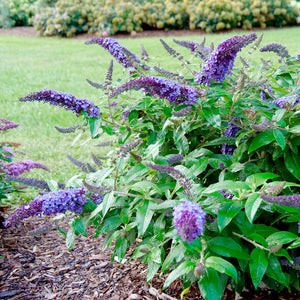 Pugster Blue Butterfly Bush