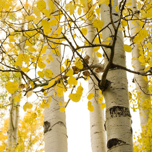 Quaking Aspen Tree