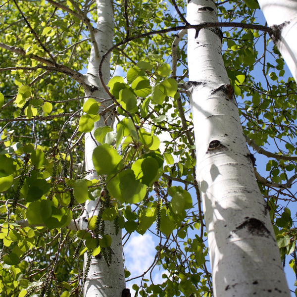 Quaking Aspen Tree
