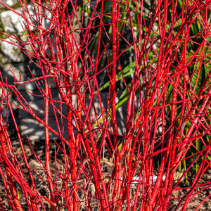 Red Twig Dogwood Shrub