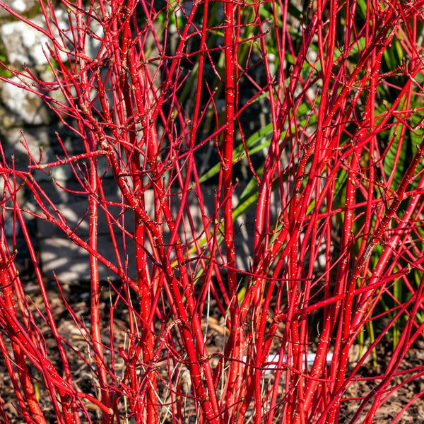 Red Twig Dogwood Shrub