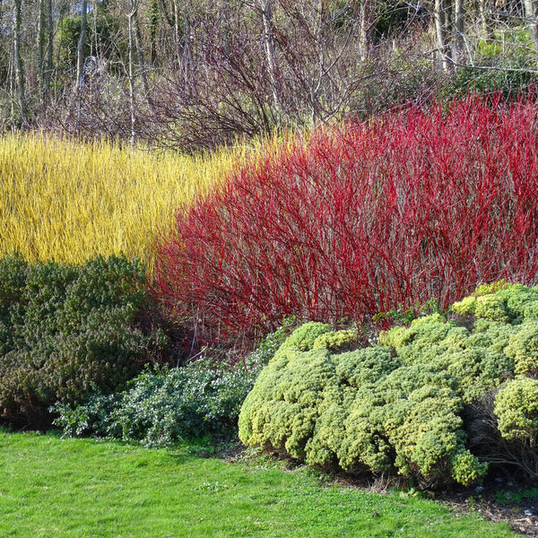 Red Twig Dogwood Shrub