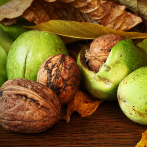 Chandler Walnut Tree