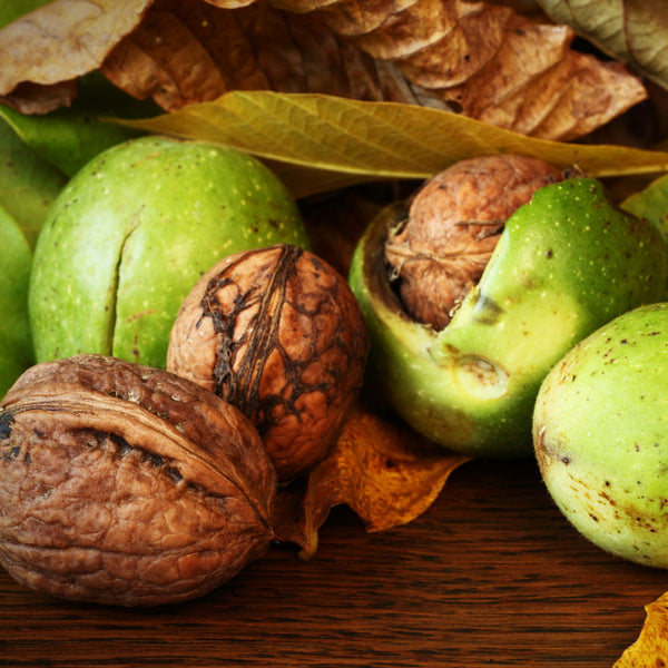 Chandler Walnut Tree