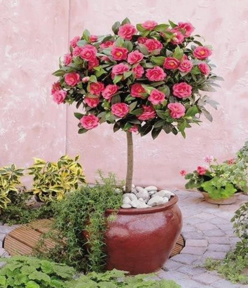 Tree Of Roses Growing Rose Trees In Containers | The 6 Steps - PlantingTree
