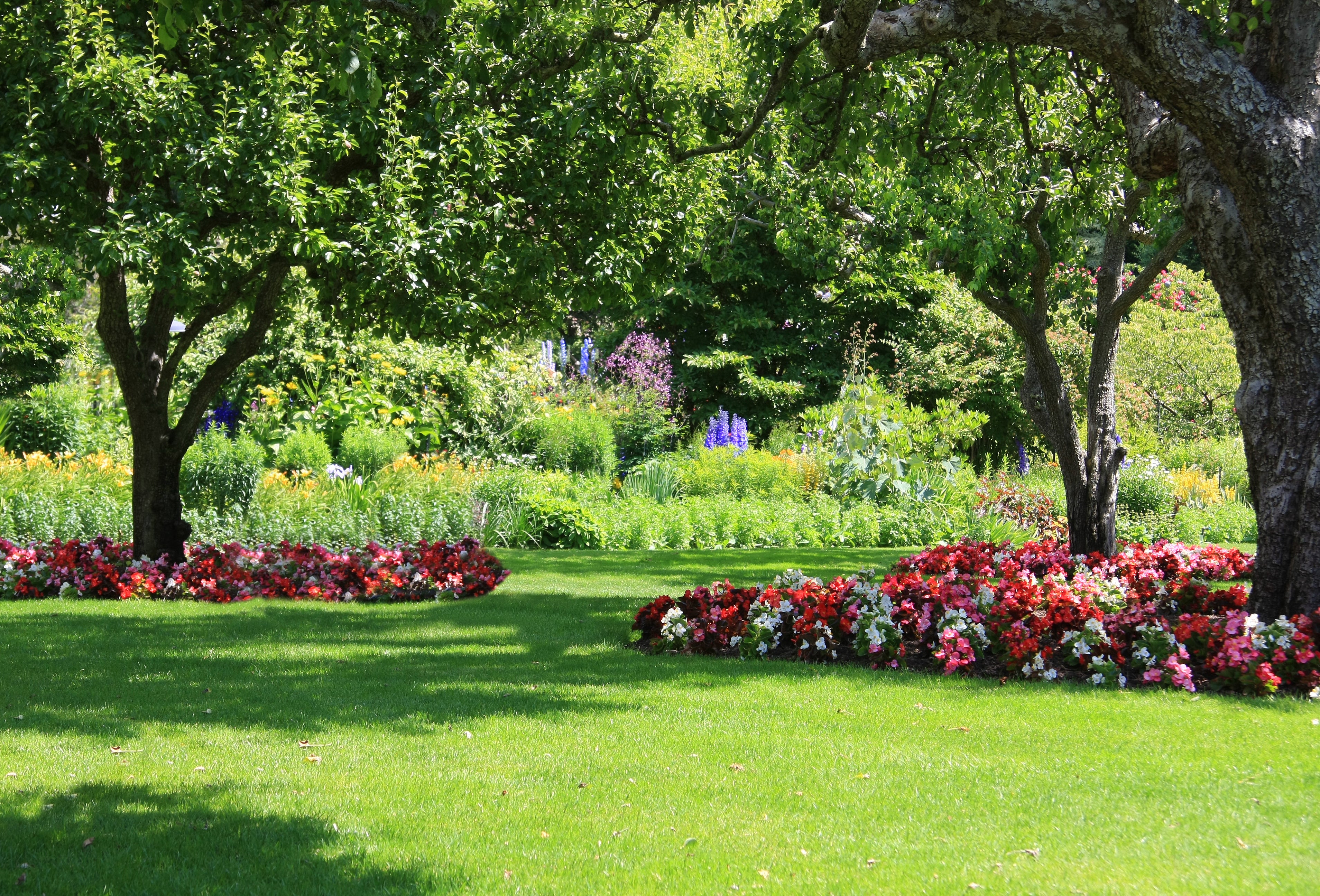 Backyard Landscaping Trees