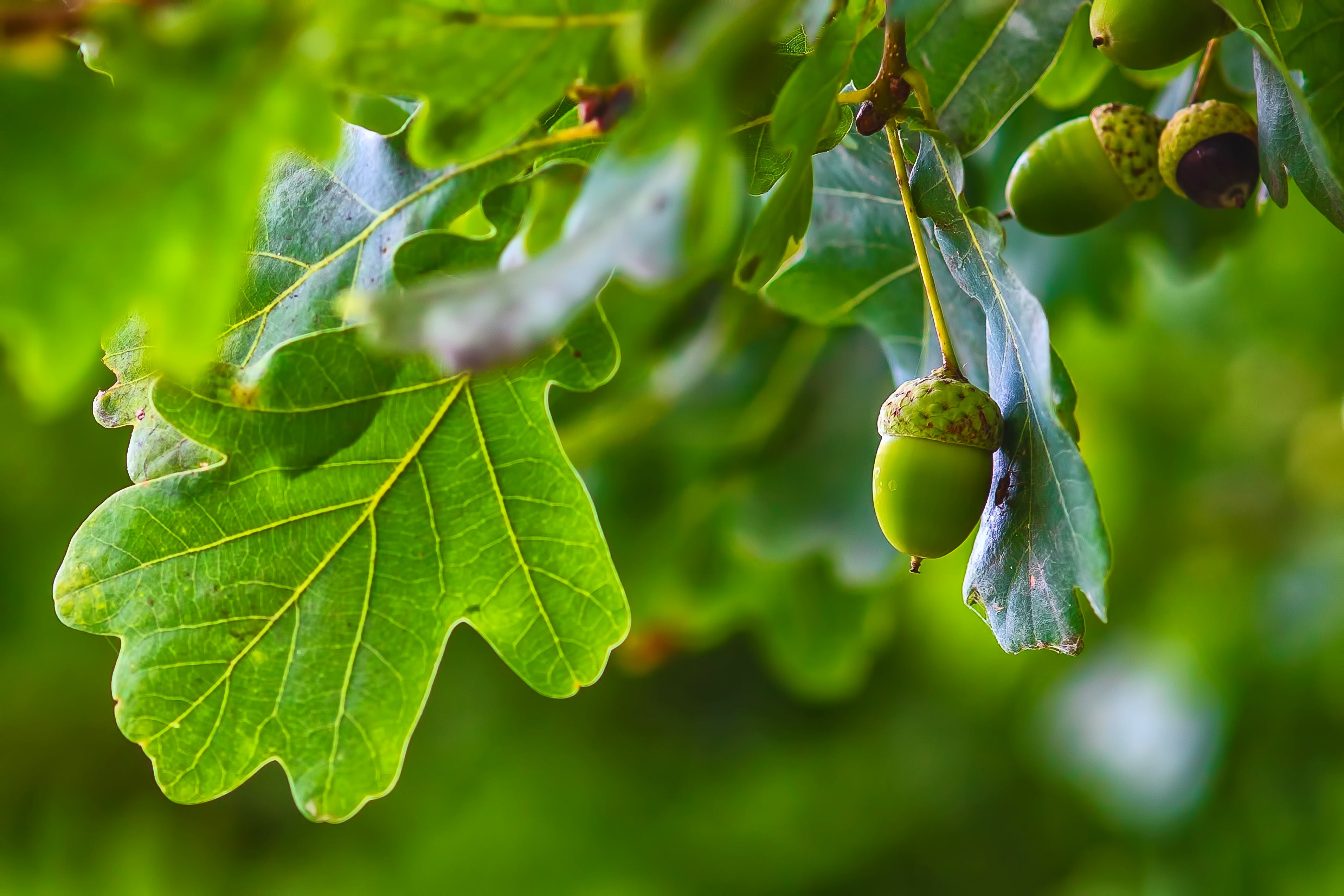 Fast Growing Oak Trees Best Oak Trees PlantingTree