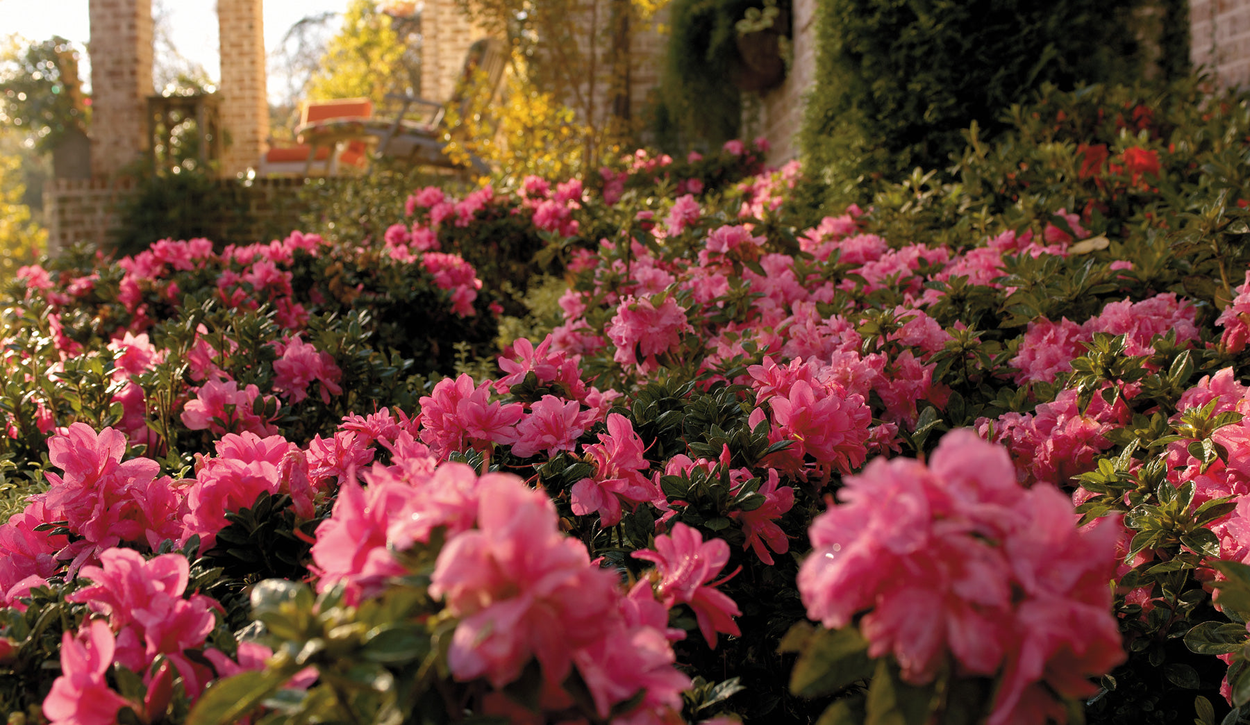 Reblooming azaleas deals
