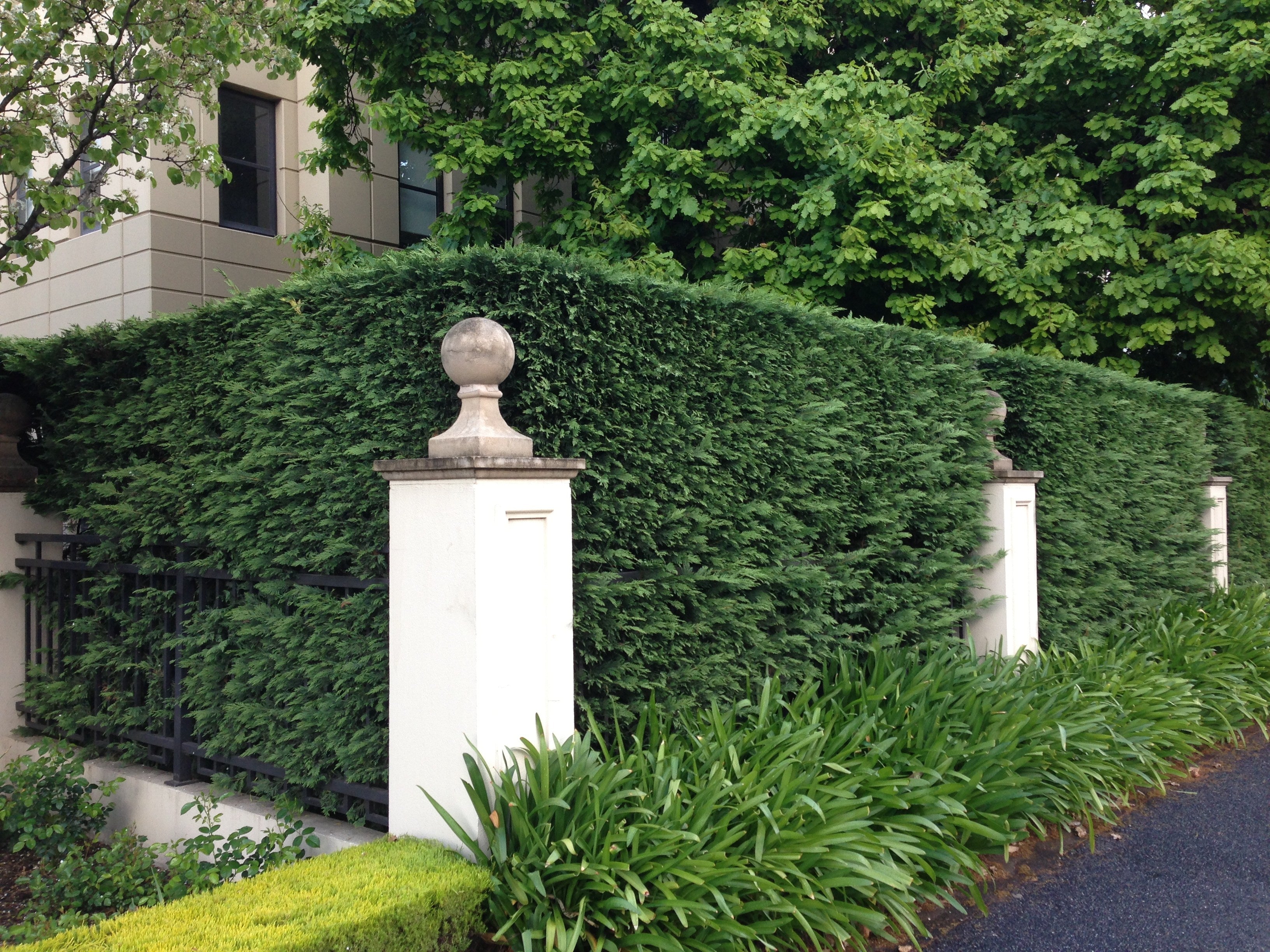 Leyland Cypress Hedge | A Perfect Privacy Screen - PlantingTree