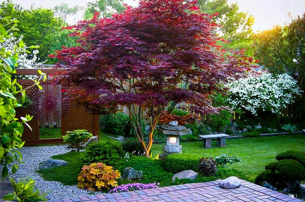 How to Prune Japanese Maples - How & When to & 6 Top Tips for Trimming  
