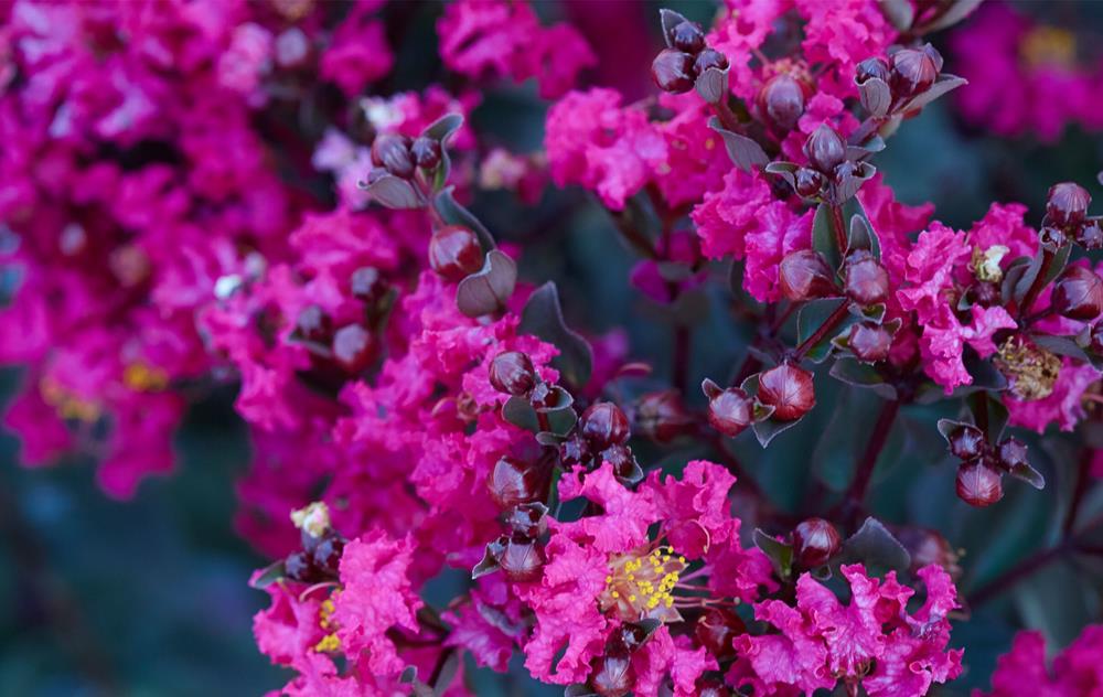 Black Diamond Crape Myrtle | Varieties - PlantingTree