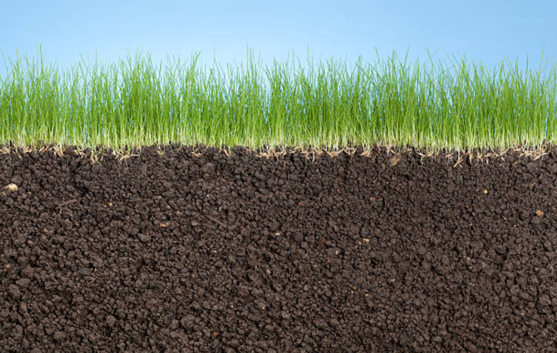 Grass Seed for Sale Know Before You Buy PlantingTree