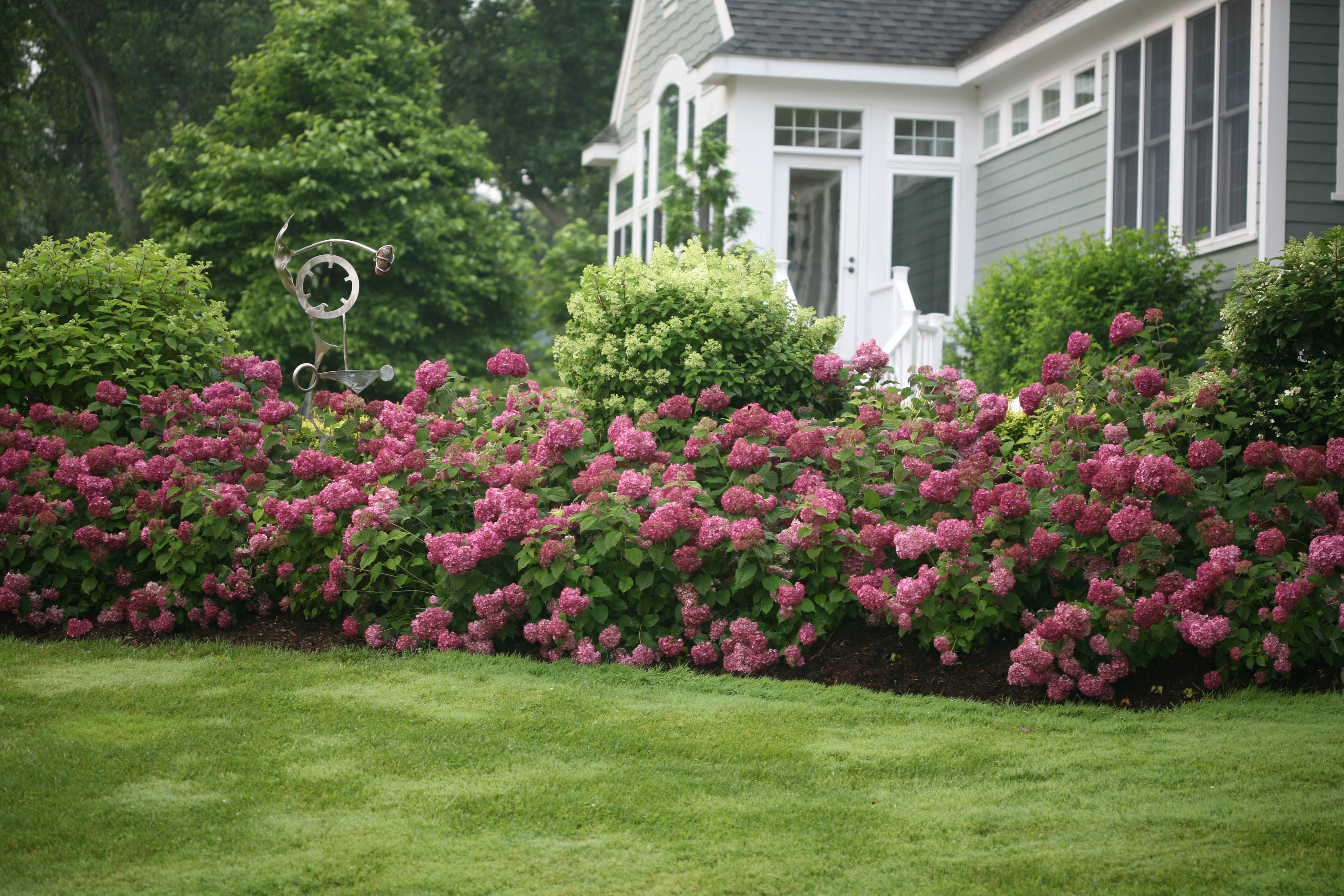 Hydrangeas | The Native Choices - PlantingTree